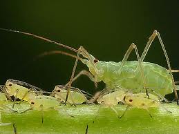 images/aphid.jpeg