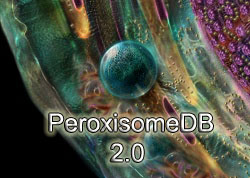 images/peroxisomeDB_logo.jpg